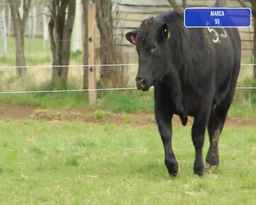 Lote 1 Toro en Coyhaique, XI Región Aysén