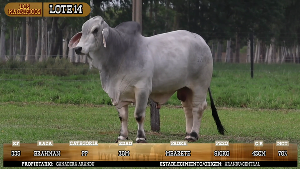 Lote LOTE 14