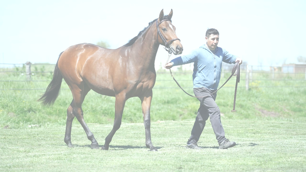 Lote BERRY NIK (NICODEMUS - BAFANA)