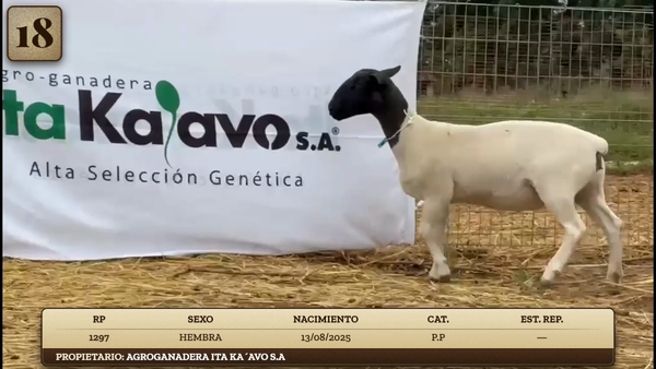 Lote LOTE 18