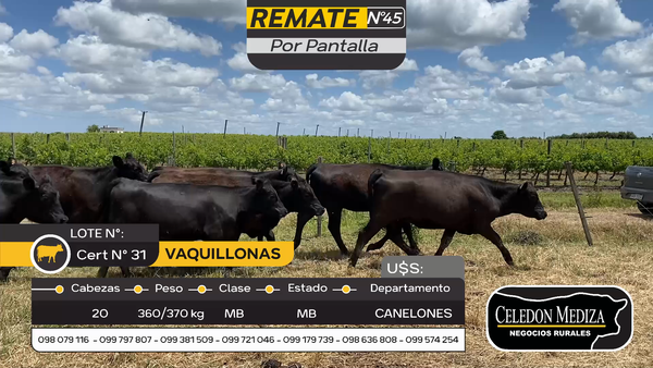 Lote 20 Vaquillonas  en Parador Tajes, Canelones