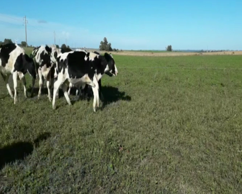 Lote Novillos