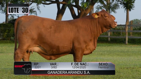 Lote Nacional de Otoño Brangus Campo - Lote 30