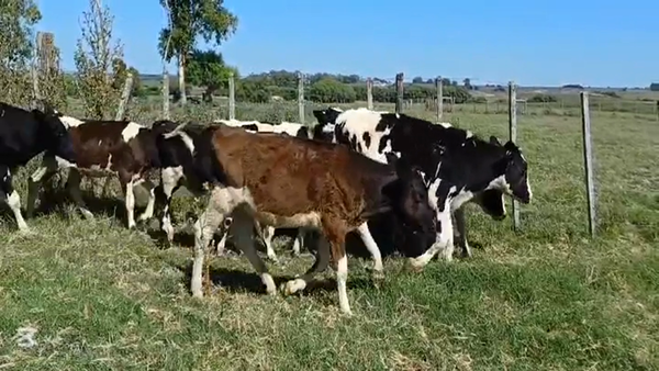 Lote TERNEROS HOLANDO