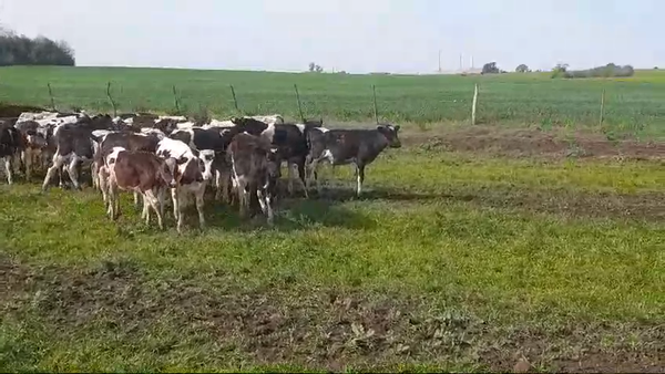 Lote (Vendido)50 Terneros Holando HOLANDO 125kg -  en AGRACIADA