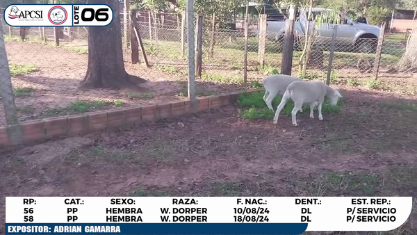 Lote LOTE 6