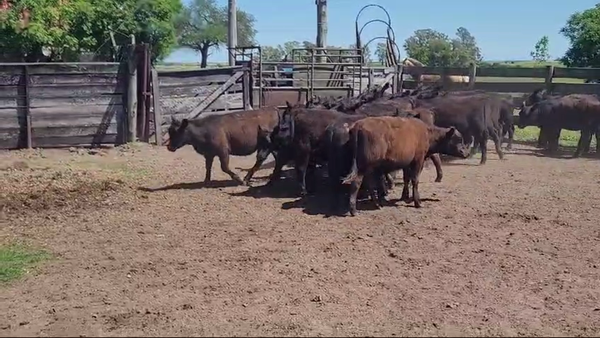 Lote (Vendido)30 Terneras ANGUS 205kg -  en COSTAS DE VACA