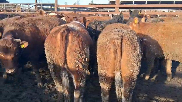 Lote 40 Vaquilla Gorda en Los Ángeles, VIII Región Biobío