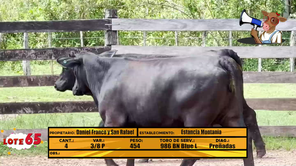 Lote LOTE 65 -  EN VIVO