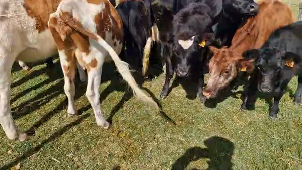 Lote 12 Terneros y Terneras, San José