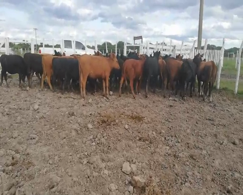 Lote 50 Terneros/as en Federal, Entre Ríos