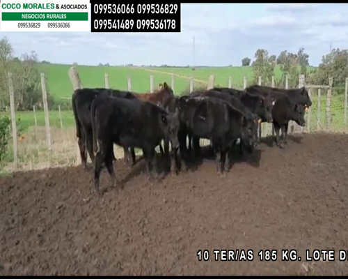 Lote 10 Terneras en Las Víboras, Colonia
