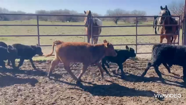 Lote 150 TERNEROS/AS A TERMINO. en Islas del Ibicuy, Entre Ríos