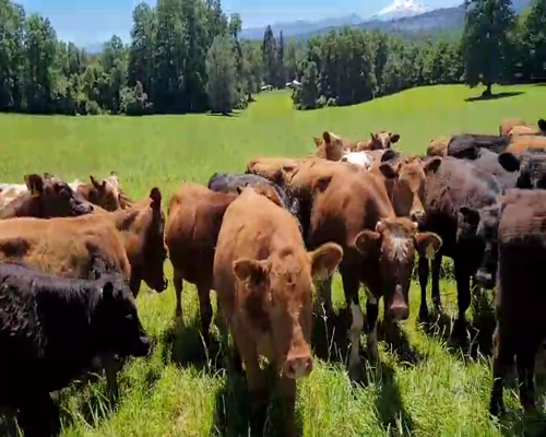 Lote 70 Ternero en Cunco, IX Región Araucanía