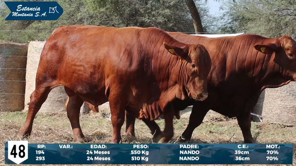 Lote LOTE 48