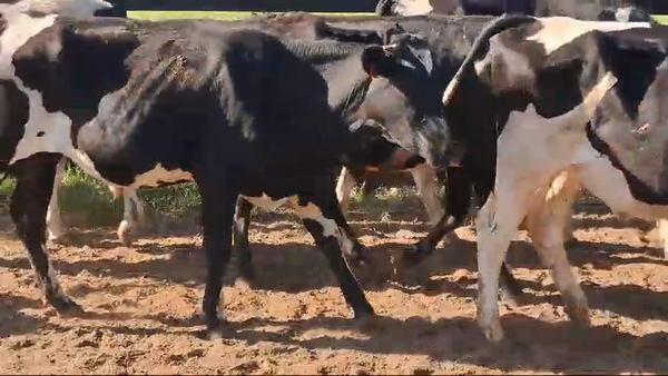 Lote 40 Novillos Holando en Rincon de la Torre