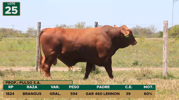 Lote TOROS LOTE 25