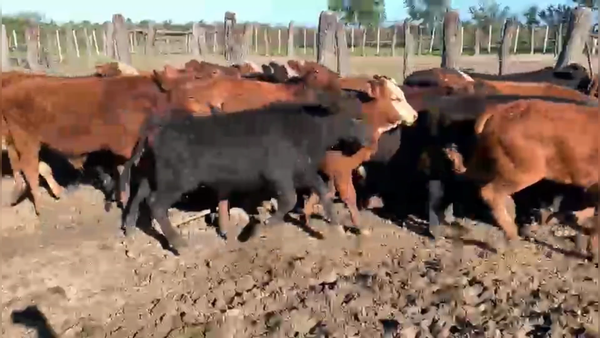 Lote 30 Terneros/as en San Luis del Palmar, Corrientes