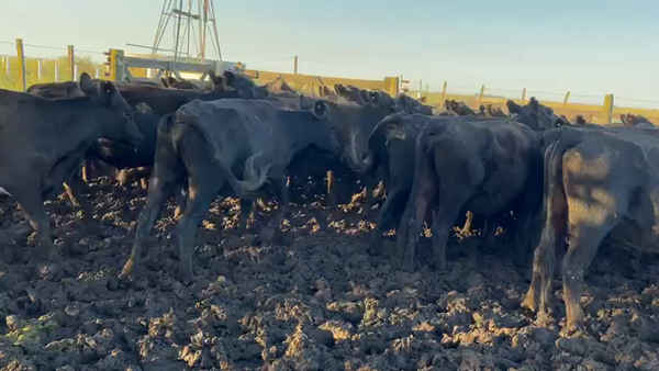 Lote 76 Vacas nuevas C/ gtia de preñez en Benito Juárez, Buenos Aires