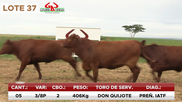 Lote LOTE 37