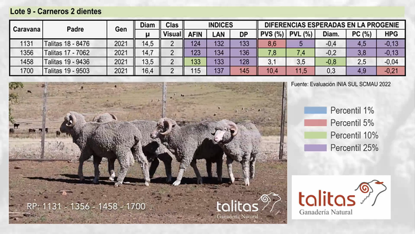 Lote Lote 9 - TALITAS