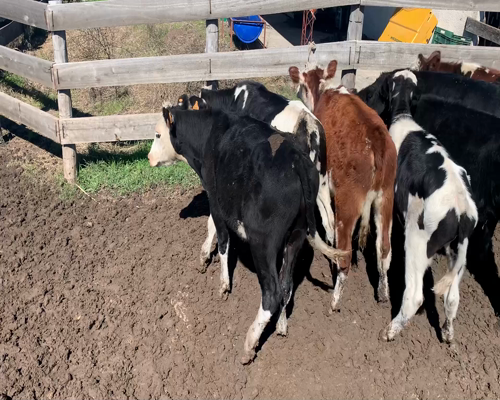 Lote Terneros y terneras