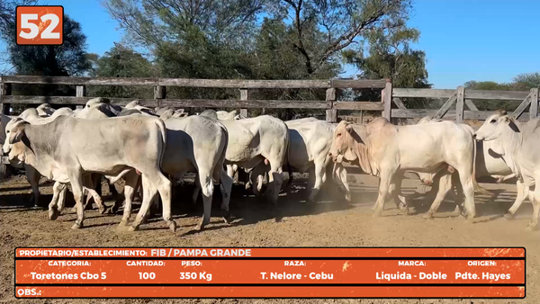 Lote LOTE 52