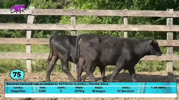 Lote LOTE 75