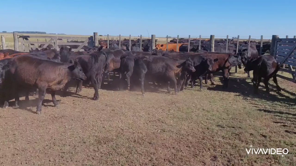 Lote 170 Terneras en A. Gonzales Chaves, Buenos Aires