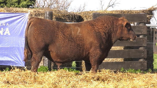 12 -  40740C — TOROS ANGUS PURO CONTROLADO
