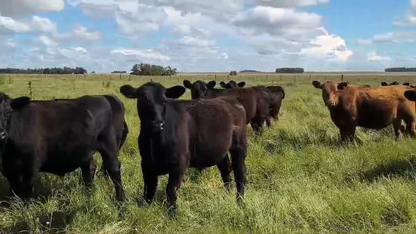 Lote 25 Novillitos en Olavarría