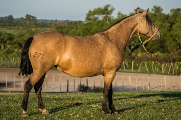 Lote CONSTANCIA MALA NOCHE 1202