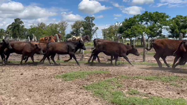 Lote 70 Terneras