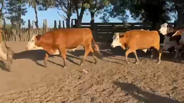 Lote 60 Novillos en Paso de Los Libres, Corrientes