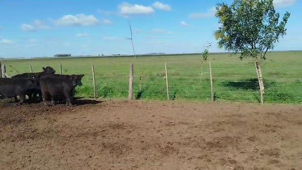 Lote 25 Terneros en Bonifacio