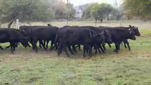 Lote VAQUILLONAS 1 A 2 AÑOS