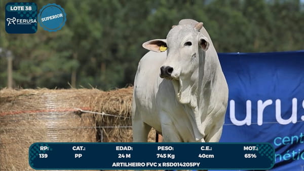 Lote LOTE 38