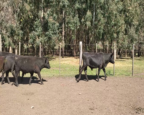 Lote (Vendido)14 Terneros 1 RAA,  2 RAA X HE 175kg - , Soriano