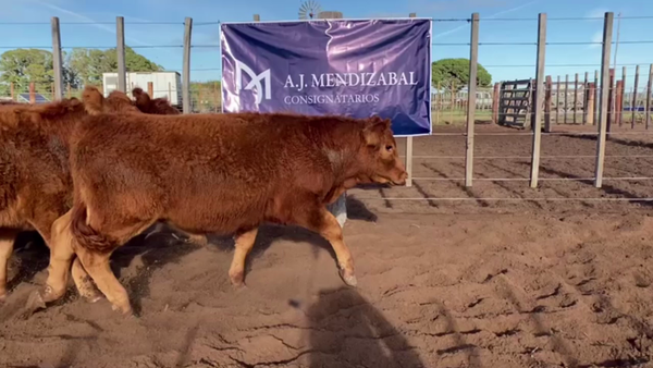 Lote 65 TERNS. MACHOS, DAIREAUX, BS. AS.