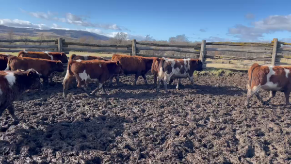 Lote 30 Ternero en Coyhaique, XI Región Aysén