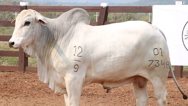 Lote LOTE 52