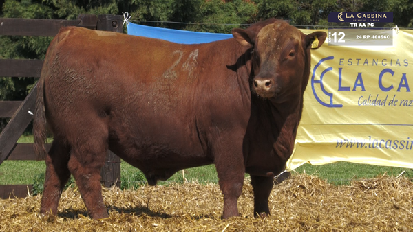 24 40856C — TOROS ANGUS PURO CONTROLADO