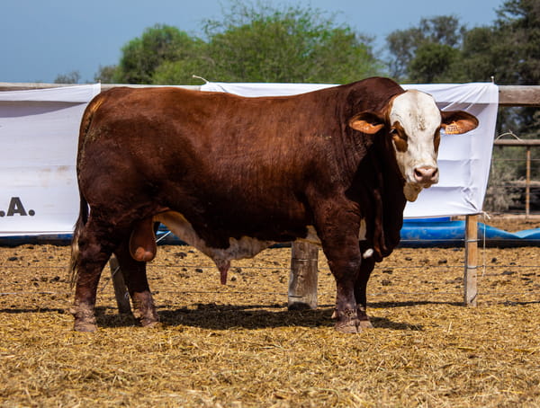 Lote LOTE 20