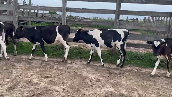 Lote (Vendido)12 Terneros Holando en Santa Lucia