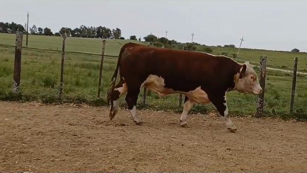 Lote TORO PI - RP 2708