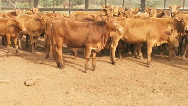 Lote 150 Desmamantes hembras Brangus/  Braford 200kg -  en CORONEL OVIEDO