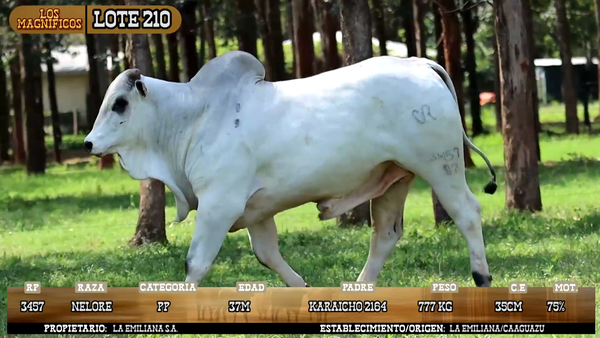 Lote LOTE 210
