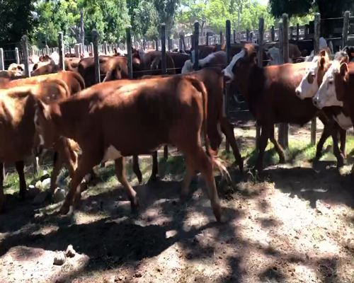 Lote 46 Novillos en Cerro Largo, Cerro Largo