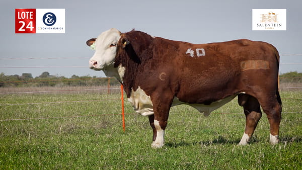 Lote LOTE 24 - TOROS BRAFORD NO. 40