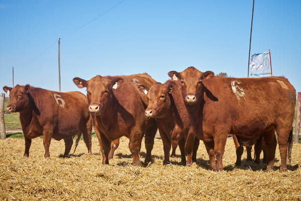 Lote "TRES MOLINOS" Vaquillas Controladas Preñadas